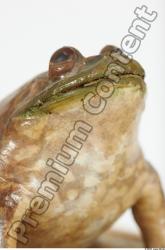 Upper Body Bullfrog